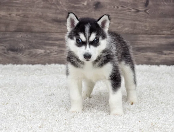 Siberische Husky Puppy Een Houten Achtergrond — Stockfoto