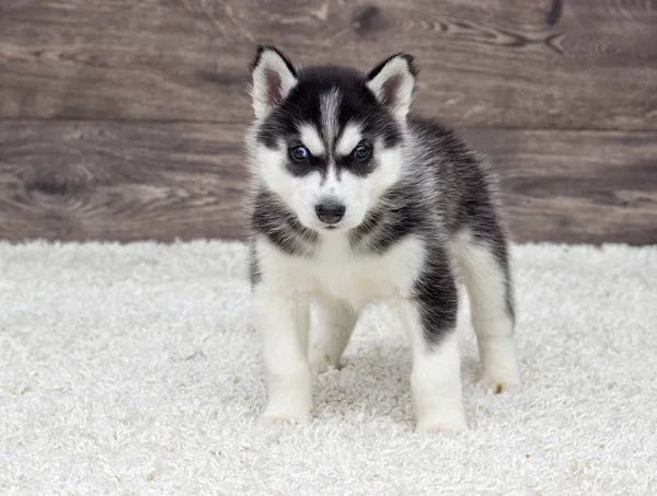 Cachorrinho Husky Siberiano Olhando Para Fundo Madeira — Fotografia de Stock