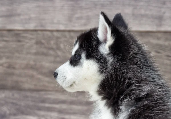 Portrait Siberian Husky Puppy Looking Wooden Background — ストック写真