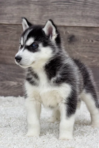 Cachorrinho Husky Siberiano Olhando Para Fundo Madeira — Fotografia de Stock