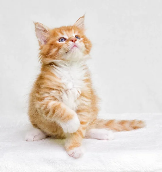 Gatinho Bonito Tabby Vermelho — Fotografia de Stock