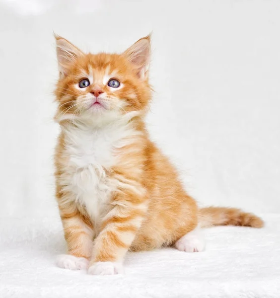 Gatinho Bonito Tabby Vermelho — Fotografia de Stock