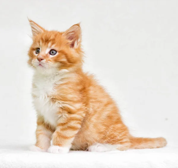 Симпатичный Красный Котенок — стоковое фото