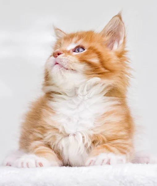 Cute Red Tabby Kitten — Stock Photo, Image