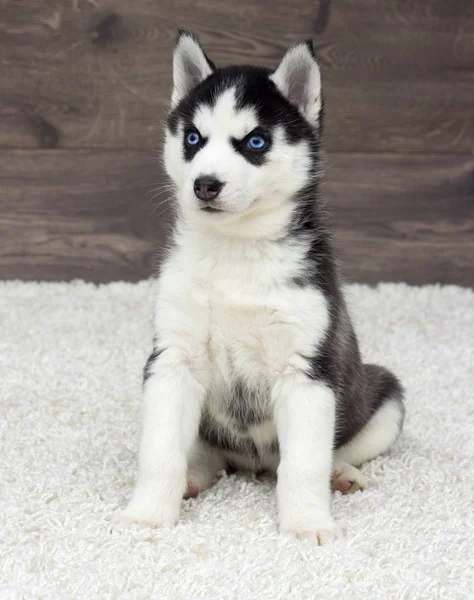Siberische Husky Puppy Zoek — Stockfoto