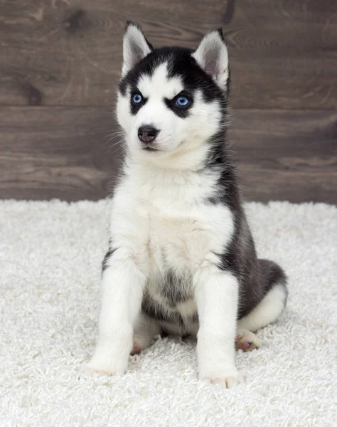 Siberian Husky Puppy Looking — Stock Photo, Image