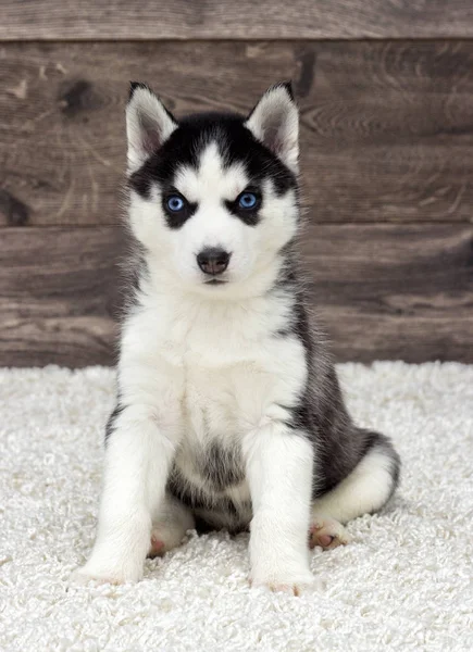 Cachorrinho Husky Siberiano Olhando — Fotografia de Stock