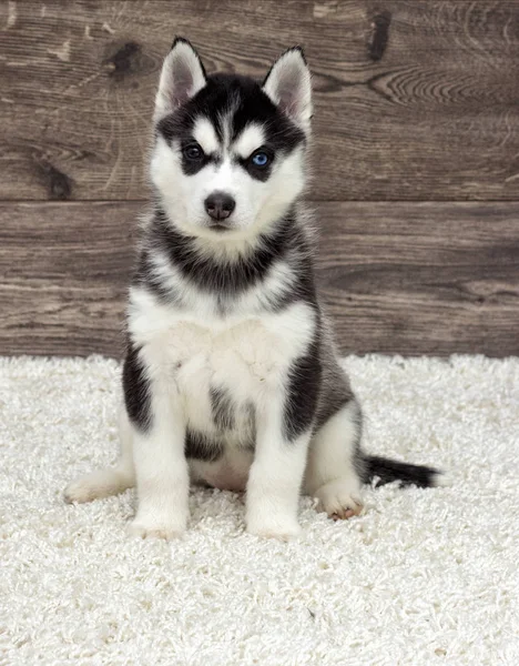 Siberian Husky Puppy Looking — Stock Photo, Image