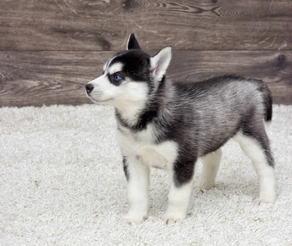 Cachorrinho Husky Siberiano Olhando — Fotografia de Stock