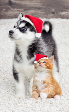 Yavru kedi ve köpek yılbaşı şapkasında birlikte.