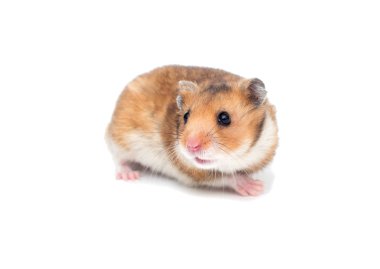 Beyaz arka planda Suriye hamsterı