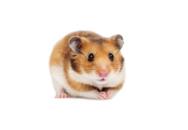 Beyaz arka planda Suriye hamsterı