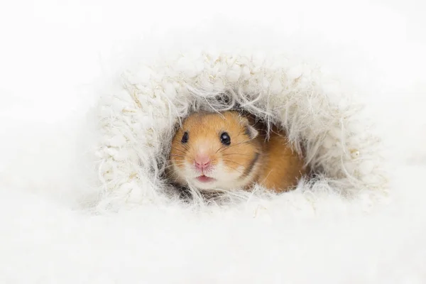 Süße Syrische Hamster Einem Flauschigen Loch — Stockfoto