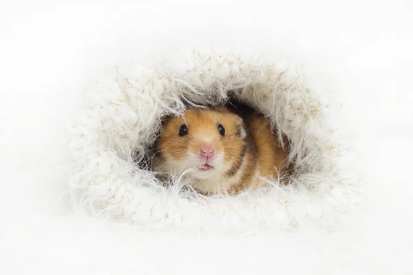 Hamster Sírio Bonito Buraco Fofo — Fotografia de Stock