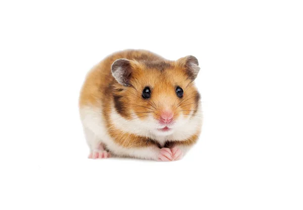 Syrische Hamster Een Witte Achtergrond — Stockfoto