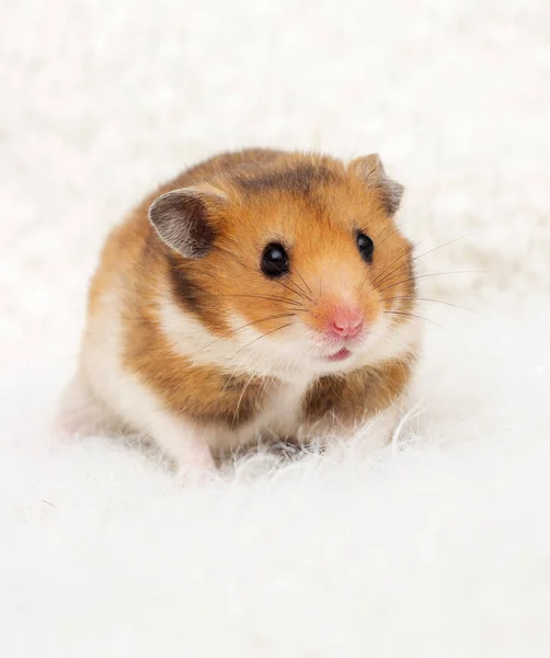 Niedliche Syrische Hamster Einem Flauschigen Hintergrund — Stockfoto