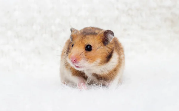 Yumuşak Bir Geçmişi Olan Tatlı Suriyeli Hamster — Stok fotoğraf