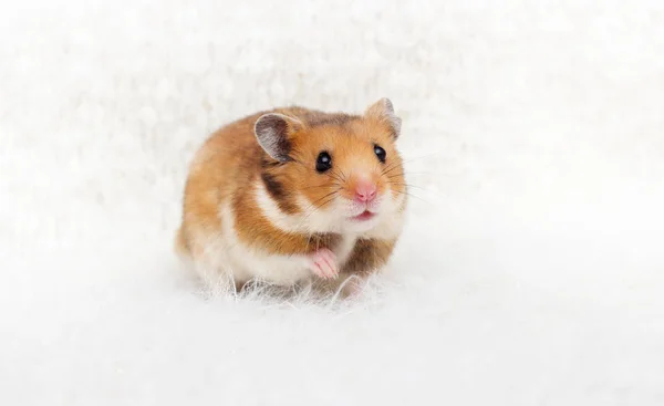 Niedliche Syrische Hamster Einem Flauschigen Hintergrund — Stockfoto