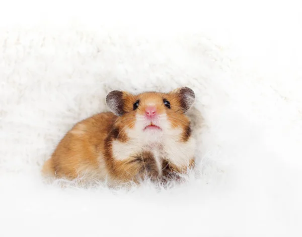 Hamster Syrien Mignon Dans Fond Moelleux — Photo