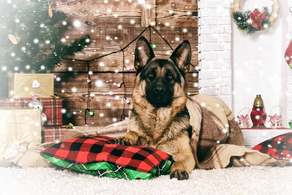 圣诞气氛中的狗 — 图库照片