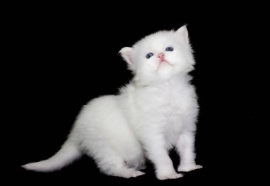 Beyaz kedi yavrusu, maine rakunu koyu bir arka plana bakar.