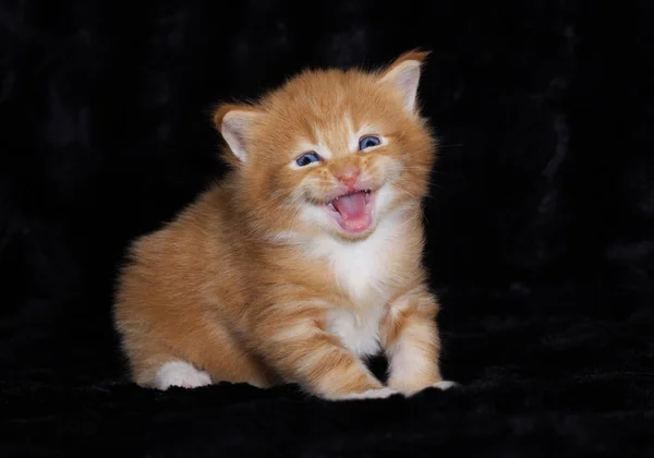 Mały Rudowłosy Kotek Rasy Maine Coon Miauczy Czarnym Tle — Zdjęcie stockowe