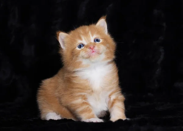 Kleine Rothaarige Kätzchen Der Maine Coon Rasse Auf Dunklem Hintergrund — Stockfoto