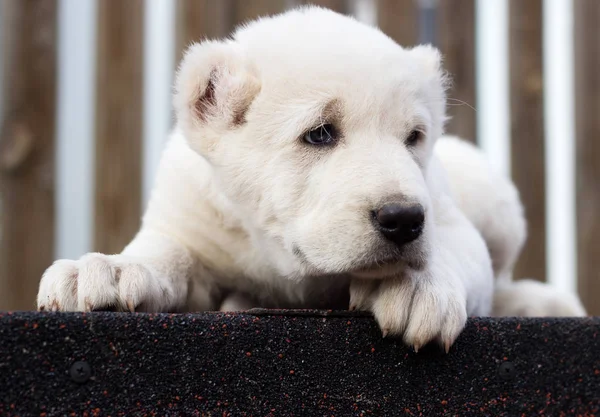 White Puppy Alabai Outdoors — Stock Photo, Image