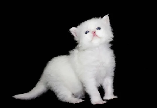 White Kitten Maine Coon Looks Dark Background — Stock Photo, Image