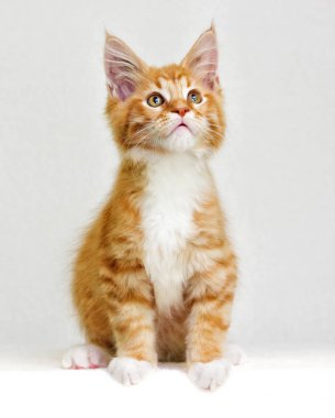 Sevimli kırmızı tabby yavru kedi