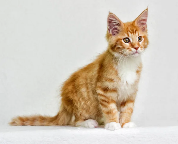 Cute Red Tabby Kitten — Stock Photo, Image