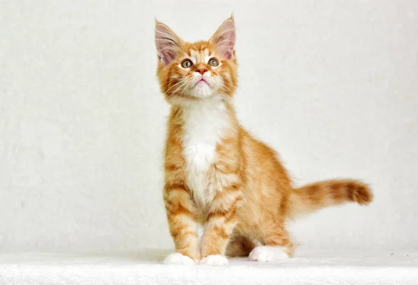 Mignon Rouge Tabby Chaton — Photo