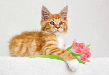 Sevimli kırmızı tabby yavru kedi