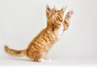 Sevimli kırmızı tabby yavru kedi