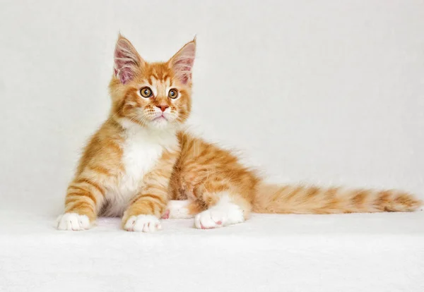 Sevimli Kırmızı Tabby Yavru Kedi — Stok fotoğraf