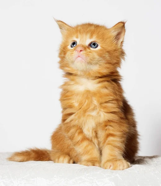 Maine Rakun Zencefilli Kedi Yavrusu — Stok fotoğraf