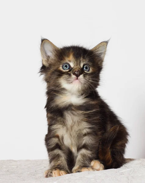 Driekleurige Kitten Van Maine Coon Looks — Stockfoto