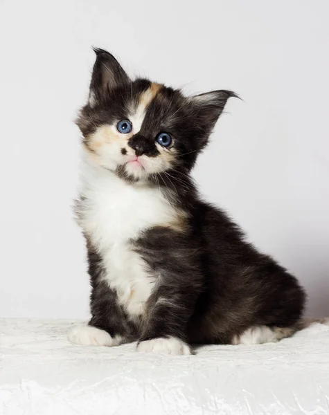 Tri Color Kitten Maine Coon Looks — Stock Photo, Image