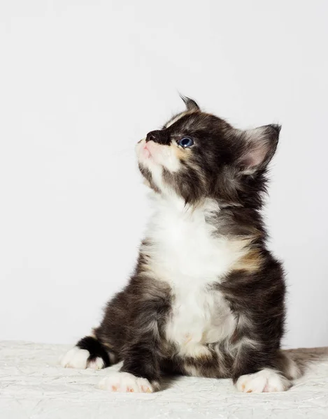 Trojbarevné Kotě Maine Coon Vypadá — Stock fotografie