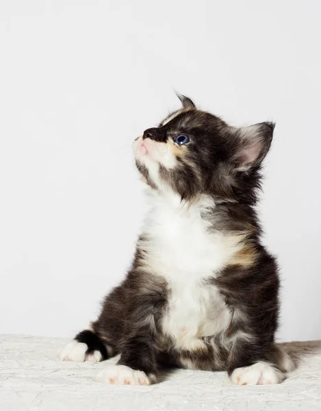 Tri Color Kitten Maine Coon Looks — Stock Photo, Image