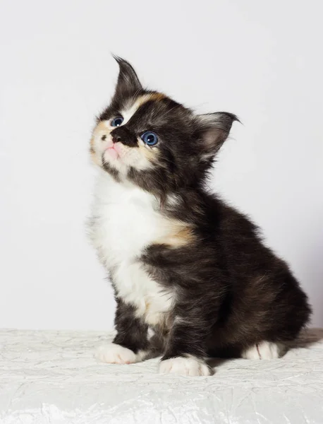 Tri Color Kitten Looks — Stock Photo, Image