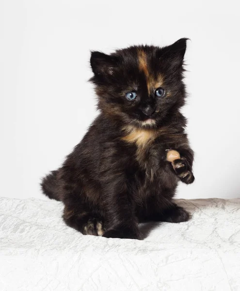 Tri Color Kitten Looks — Stock Photo, Image