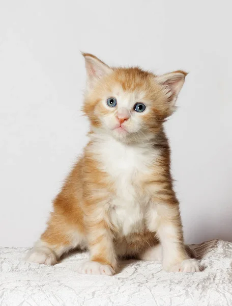 Maine Coon Ginger Kitten Looks — Stock Photo, Image