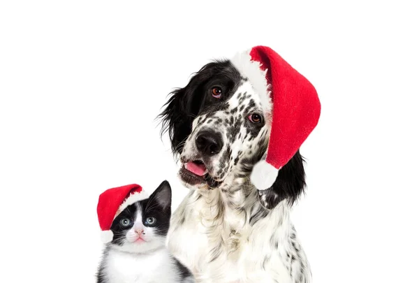 Porträtt Engelsk Setter Hund Och Kattunge Tittar Hatten Santa — Stockfoto
