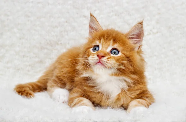 毛绒绒毛毯上的红色条纹缅因州小猫咪 — 图库照片