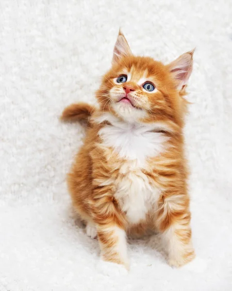 Kleines Rot Gestreiftes Maine Coon Kätzchen Auf Einer Flauschigen Decke — Stockfoto