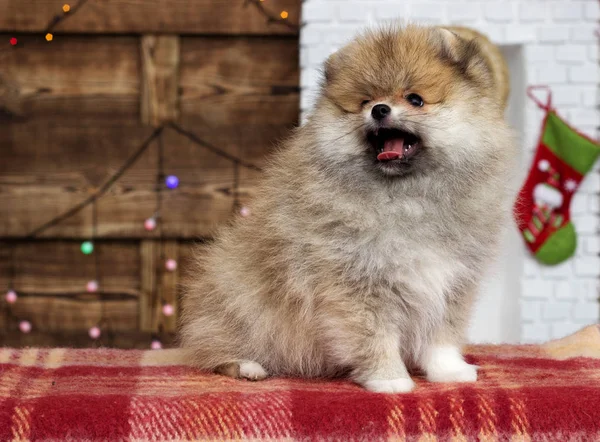 Spitz Cucciolo Sullo Sfondo Anno Nuovo — Foto Stock