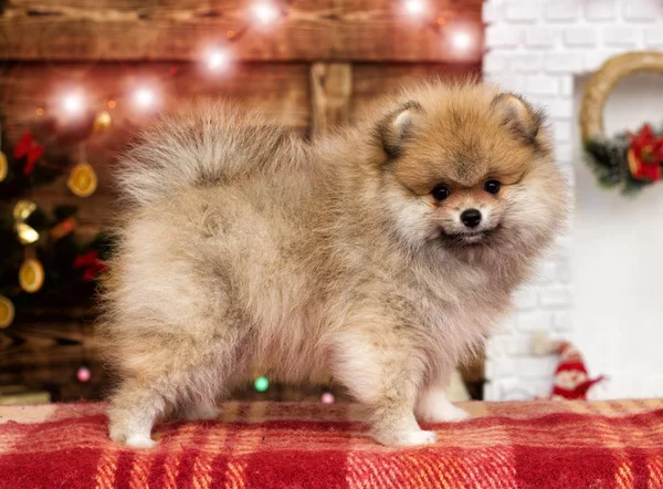 Spitz Cachorro Fondo Año Nuevo —  Fotos de Stock