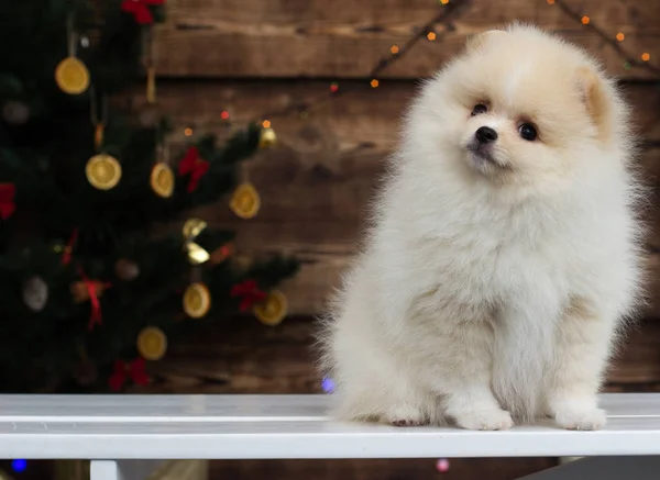 Puppy Spitz Nieuwjaarsachtergrond — Stockfoto