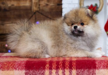 Yeni yıl geçmişinde köpek yavrusu spitz